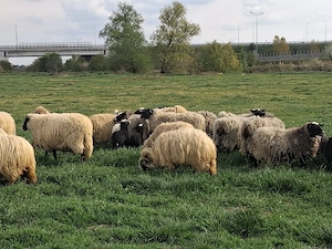 oi romanov turcane - imagine 5