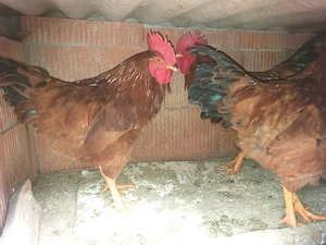 Vand 4 cocosi roșii frumosi - imagine 2