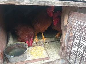 Vand 4 cocosi roșii frumosi - imagine 4