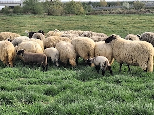 oi romanov turcane - imagine 3