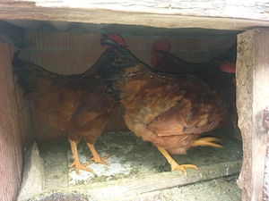 Vand 4 cocosi roșii frumosi - imagine 3