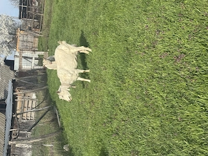 Capre  cu iezi  de vanzare - imagine 3