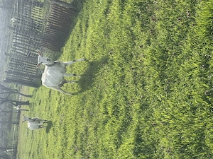 Capre  cu iezi  de vanzare - imagine 4