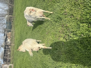 Capre  cu iezi  de vanzare