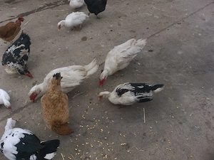 Vand ratoi muți cam de 5 kg buc - imagine 2