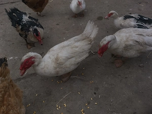 Vand ratoi muți cam de 5 kg buc