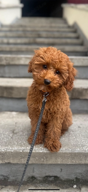 Căutăm familie pentru un Pudel toy mascul de 4 luni  - imagine 3