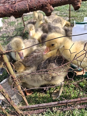 boboci de gâscă  - imagine 2