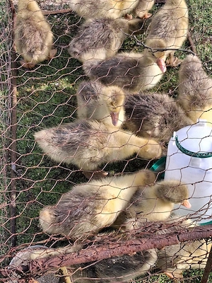 boboci de gâscă  - imagine 5