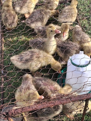 boboci de gâscă  - imagine 4