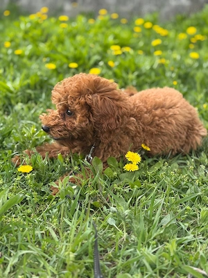 Căutăm familie pentru un Pudel toy mascul de 4 luni  - imagine 2