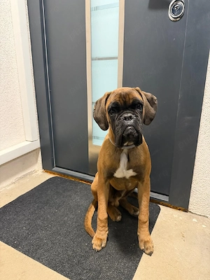 Pui Boxer - Adoptie responsabila 
