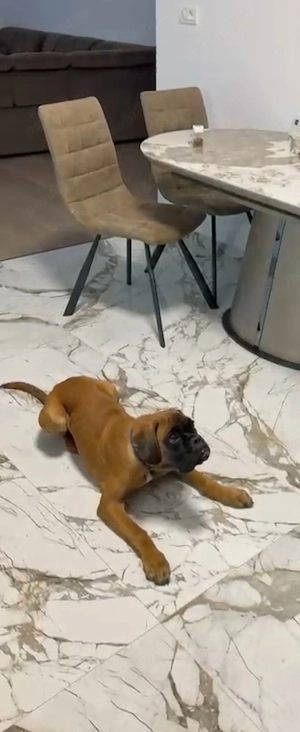 Pui Boxer - Adoptie responsabila  - imagine 3