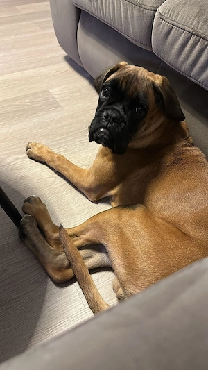 Pui Boxer - Adoptie responsabila  - imagine 2