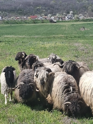 oi bune de lapte  - imagine 2