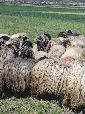 oi bune de lapte  - imagine 4