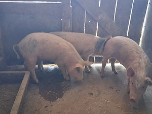 vând 3 masculi castraţi 35-38 kg 