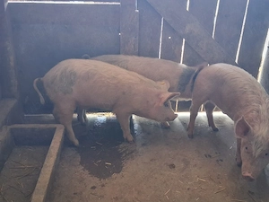 vând 3 masculi castraţi 35-38 kg 