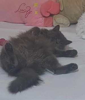 pisică british - imagine 2