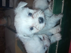 Prenotari la pui de bishon! - imagine 2