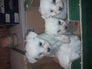 Prenotari la pui de bishon! - imagine 4