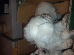 Prenotari la pui de bishon! - imagine 3