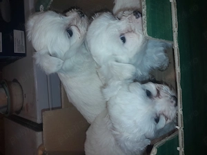 Prenotari la pui de bishon! - imagine 5