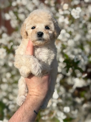 Fetita Maltipoo Toy  - imagine 2