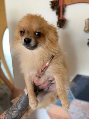 baiat pomeranian - imagine 3