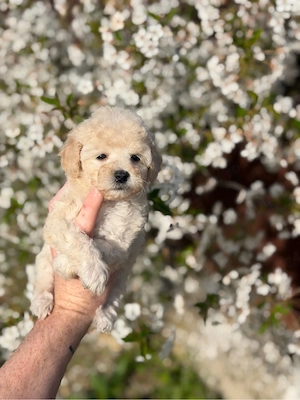 Fetita Maltipoo Toy 