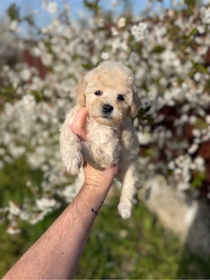 Fetita Maltipoo Toy 