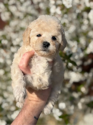 Fetita Maltipoo Toy  - imagine 4