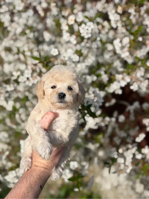 Fetita Maltipoo Toy  - imagine 3