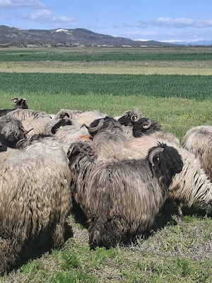 oi bune de lapte  - imagine 3