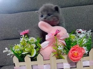 British Shorthair blue ,puiuti deosebiti - imagine 4