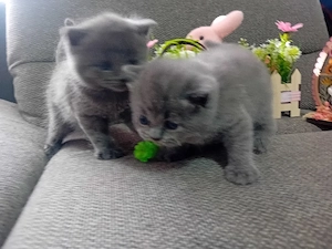 British Shorthair blue ,puiuti deosebiti - imagine 3