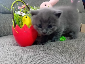 British Shorthair blue ,puiuti deosebiti - imagine 2