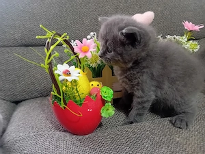 British Shorthair blue ,puiuti deosebiti - imagine 5