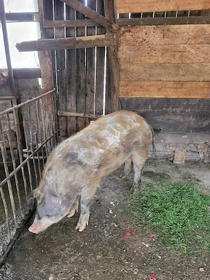 Vand porci  - imagine 5