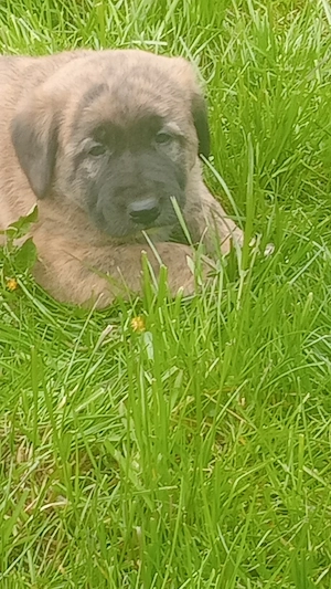 Căței de patru săptămâni de vânzare 