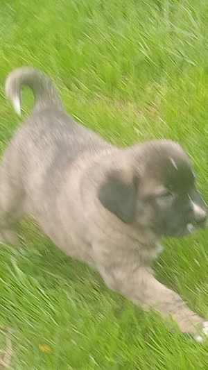 Căței de patru săptămâni de vânzare 