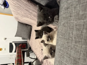 Pui British Shorthair premium   educați la litieră, disponibili