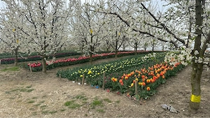 Lalele   soiuri premium (Flair, Triumph, Ballerina, Parrot etc.)