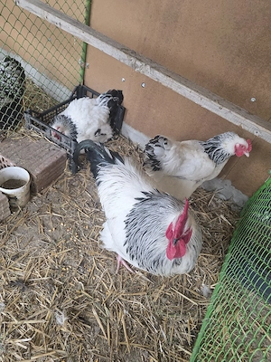 Susex  familie tinere - imagine 3