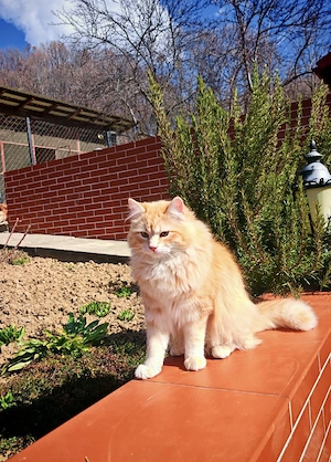 Motănel    - imagine 2