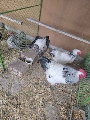 Susex  familie tinere - imagine 2