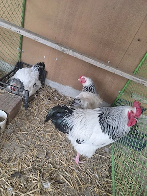 Susex  familie tinere