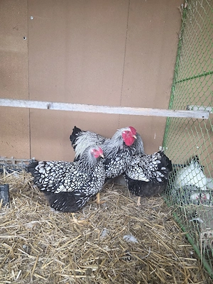 Familie Wiandote Argintiu - imagine 3