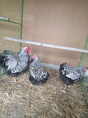 Familie Wiandote Argintiu - imagine 2