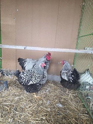 Familie Wiandote Argintiu